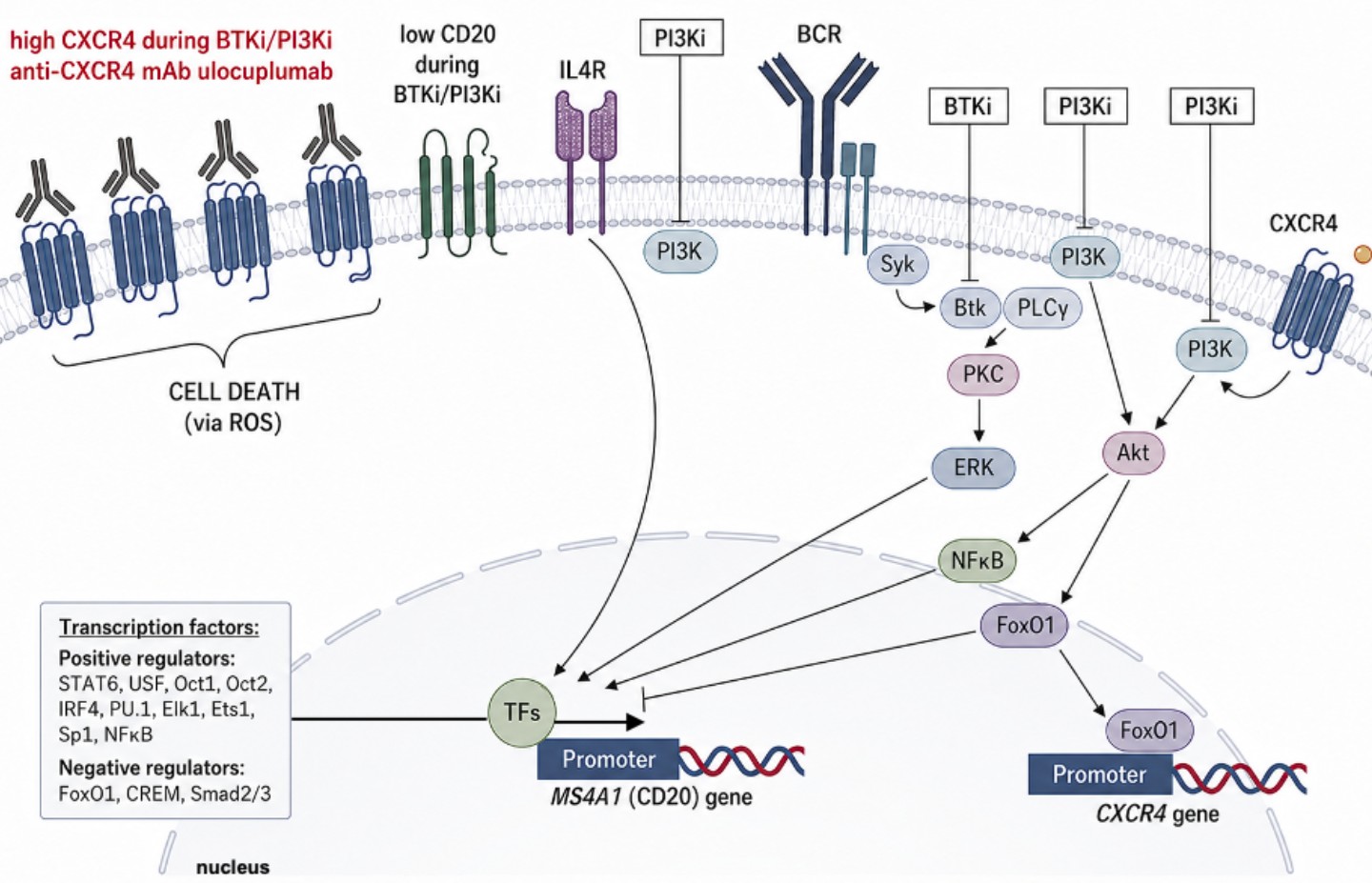 CXCR4 targeting in CLL